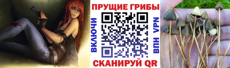 Галлюциногенные грибы прущие грибы  Аркадак 